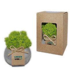 Chrobotek w doniczce betonowej