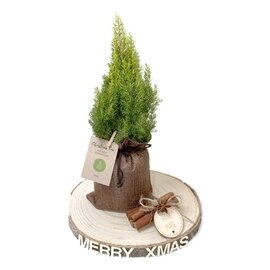 Drzewko igliaste w jucie