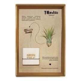 Tillandsia w etui